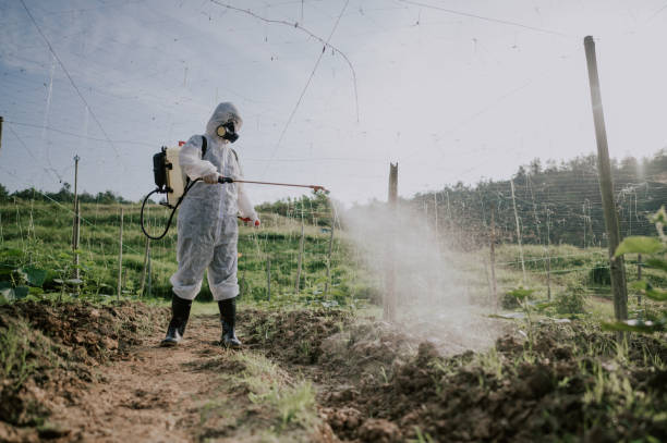Best Mosquito Control Services  in Pine Valley, CA
