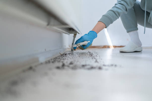 Best Pest Removal Services  in Pine Valley, CA