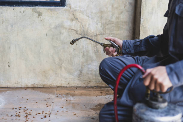 Best Termite Control Services  in Pine Valley, CA